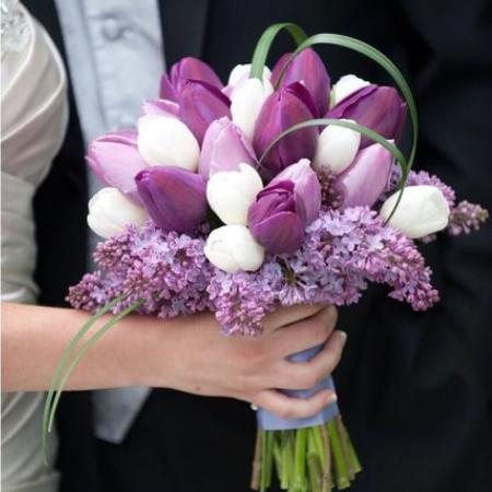 Tulip Purple